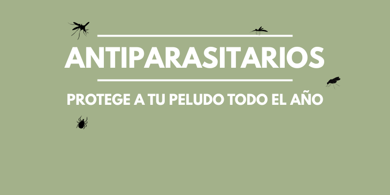 banner antiparasitarios popet mascotas Inicio