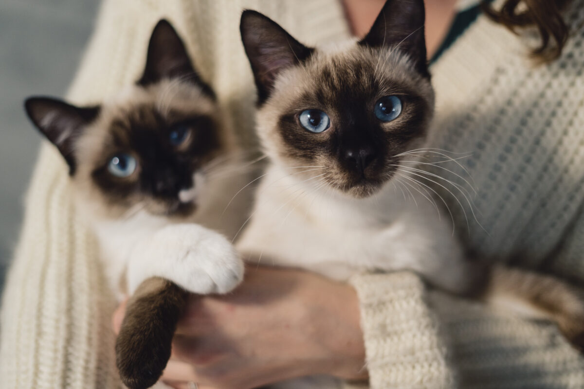 portrait two identical siamese cats ¿Por qué mi gato se mea por casa? Posibles causas y cómo solucionarlo