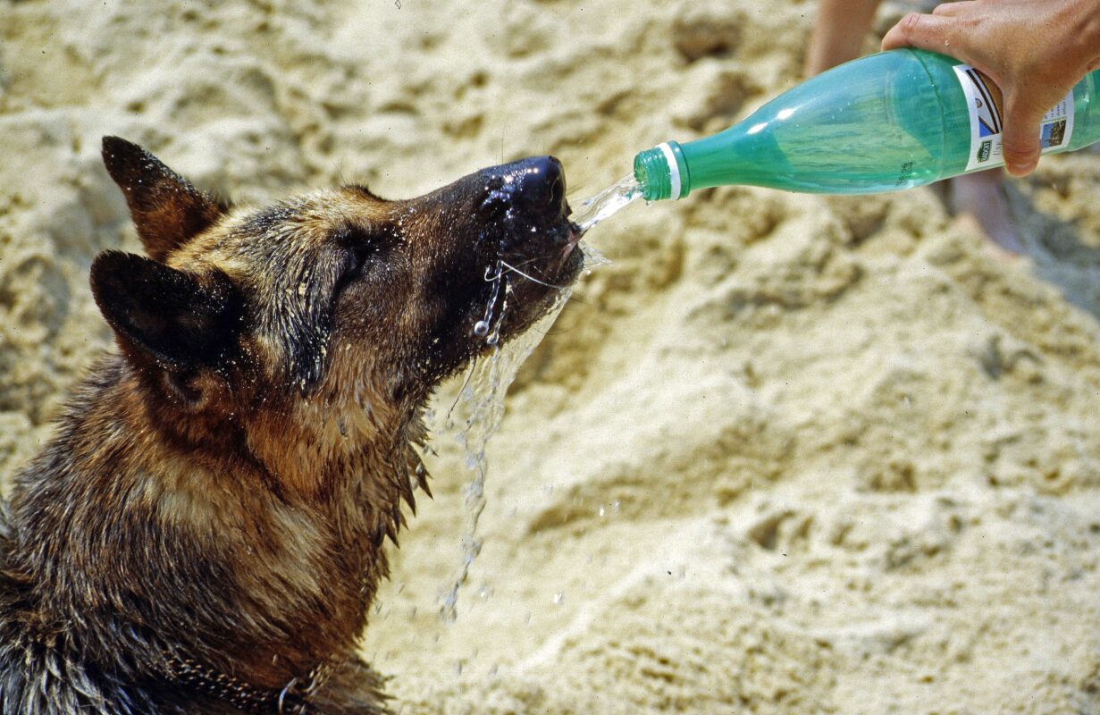 Perro bebiendo agua para hidratarse